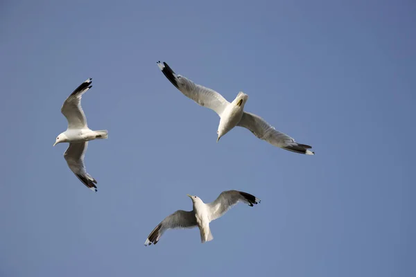 Vue Panoramique Magnifiques Goélands Oiseaux — Photo