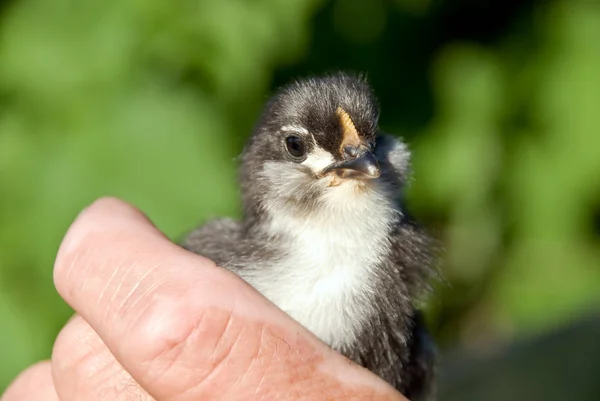 Vacker Utsikt Över Vacker Fågel Naturen — Stockfoto