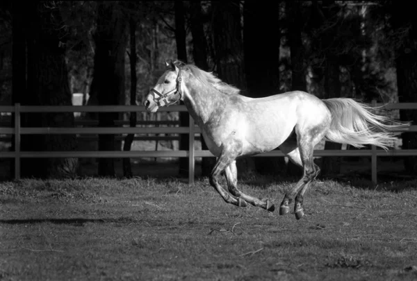 cute horse at wild nature