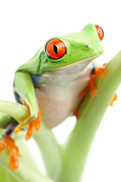 Kikker Geïsoleerde Plant — Stockfoto