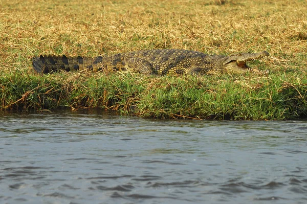 Prachtig Natuurlandschap Achtergrond — Stockfoto