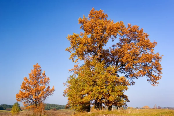 Árboles Forestales Follaje Naturaleza — Foto de Stock