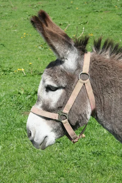 Burro Fazenda Animal Equinos — Fotografia de Stock