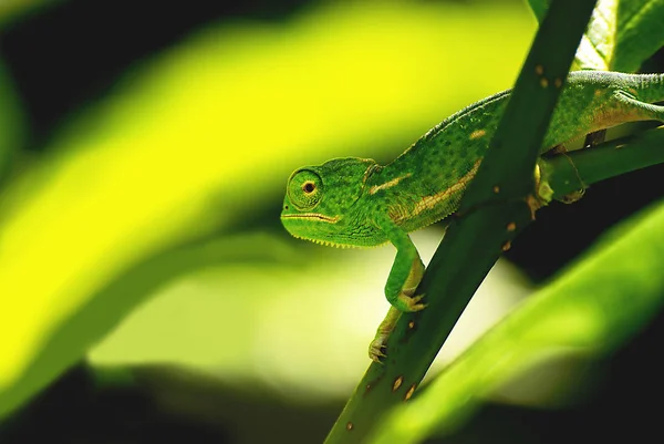 Animal Camaleón Reptil Lagarto Tropical —  Fotos de Stock