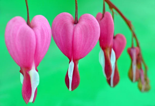 (bleeding heart,heart flower,flaming heart)