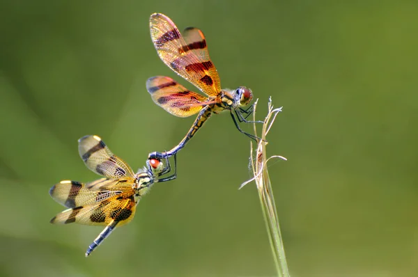 Naturkäfer Mit Flügeln Naturinsekt — Stockfoto