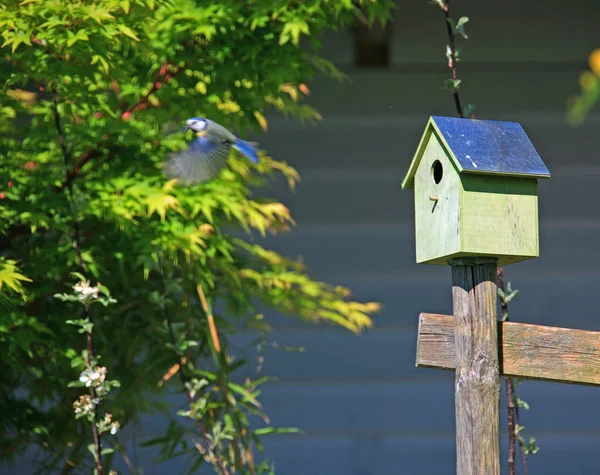 Schilderachtig Uitzicht Prachtige Vogel Natuur — Stockfoto