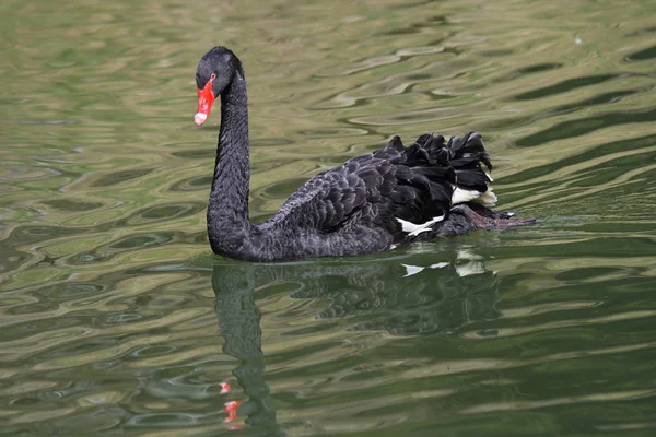 Scenic View Majestic Swan Nature Stock Photo