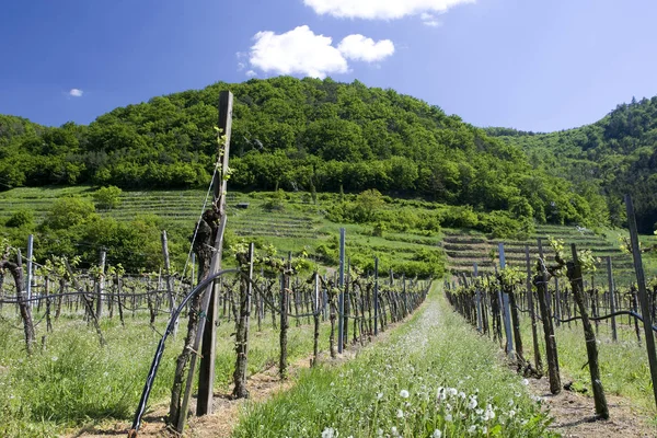 Vigneti Nel Wachau — Foto Stock