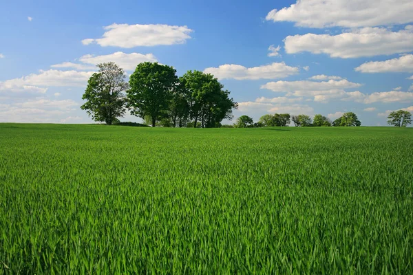 Landwirtschaft Feld Land Getreidefeld — Stockfoto