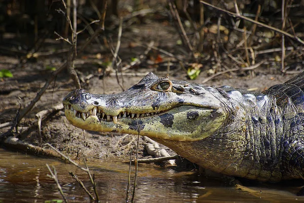 Crocodilo Jacaré Carnívoro Animal — Fotografia de Stock