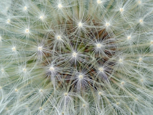 Beautiful View Natural Dandelion Flower — Stock Photo, Image