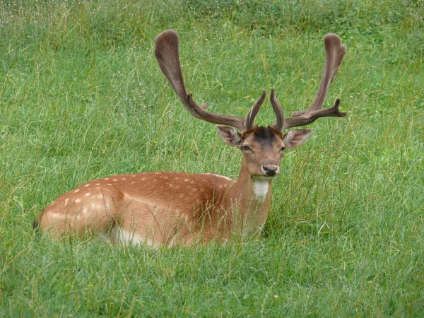 Hirsch Ligt Het Weiland — Stockfoto