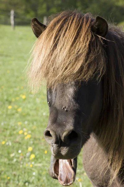 Hevoset Ulkona Päivällä — kuvapankkivalokuva
