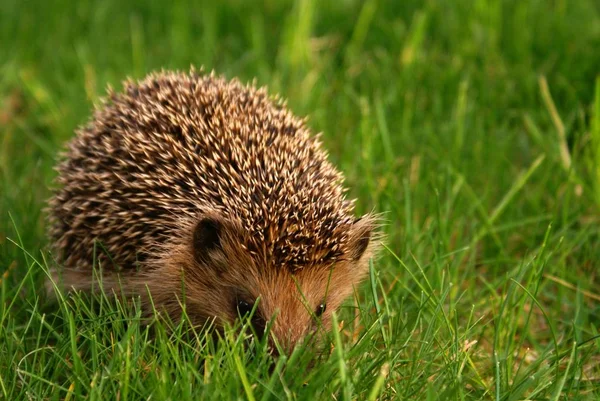 Egelnaalden Stekelig Dier — Stockfoto