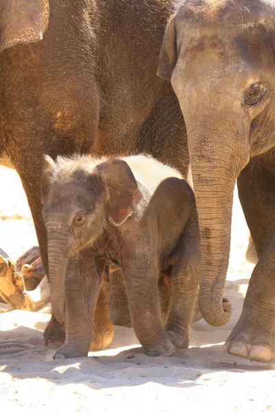 Mammifère Afrique Eléphant — Photo