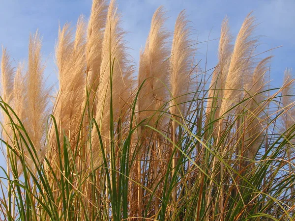 Prydnadsgräs Naturen Flora Växter — Stockfoto