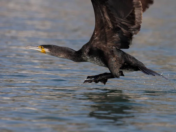 Scenic View Beautiful Cormorant Bird Nature — Stock Photo, Image