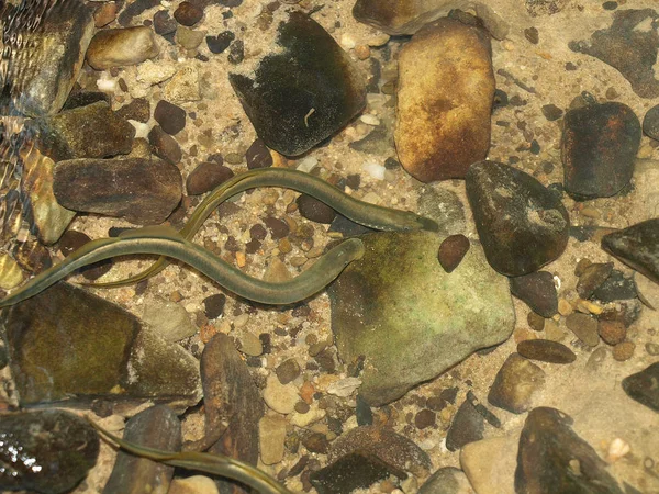 Lampreys Bach Lampetra Fluviatilis — Stockfoto