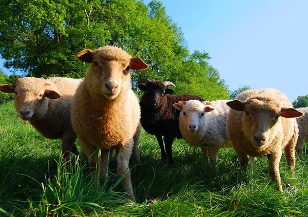 Als Landbouwhuisdier Gehouden Schapen Grasland — Stockfoto