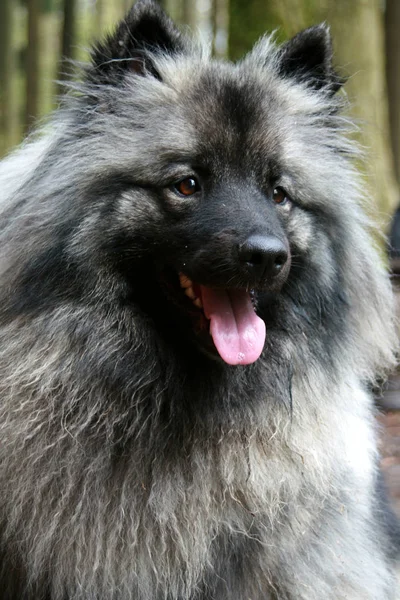 Visão Cênica Lobo Selvagem Natureza — Fotografia de Stock