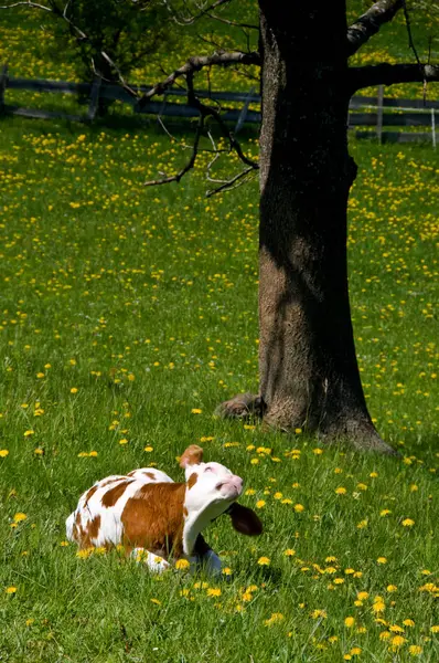 Landschappelijke Visie Landbouw Het Platteland — Stockfoto