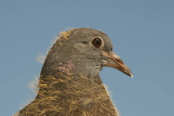 Malebný Pohled Holubí Ptáky — Stock fotografie