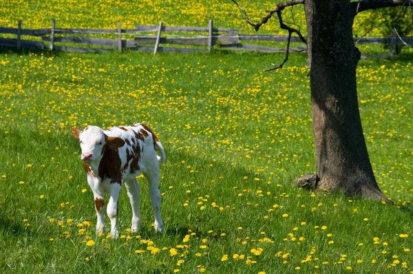 Naturskön Utsikt Över Landsbygden Selektivt Fokus — Stockfoto