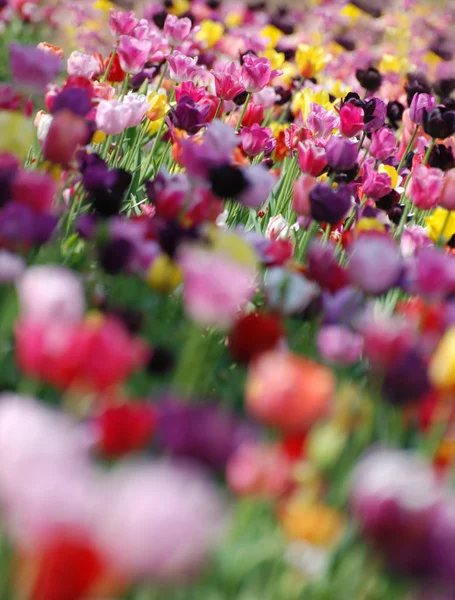 郁金香 自然界盛开的花朵 — 图库照片