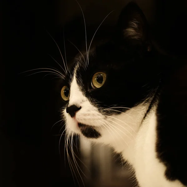 Yavru Kedi Siyah Beyaz — Stok fotoğraf
