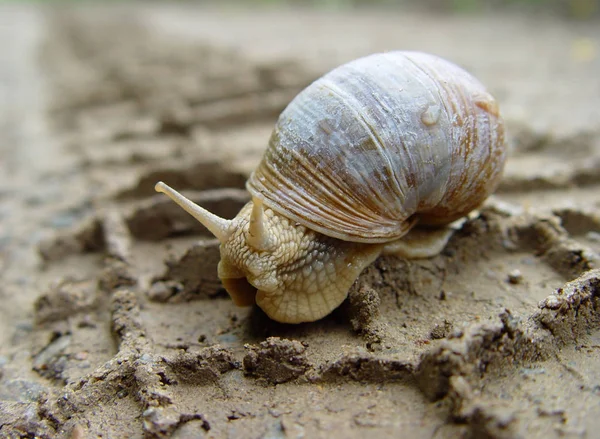 Limace Escargot Boue — Photo