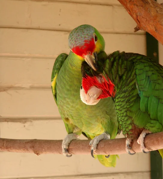 Vista Panorámica Hermoso Pájaro Loro — Foto de Stock