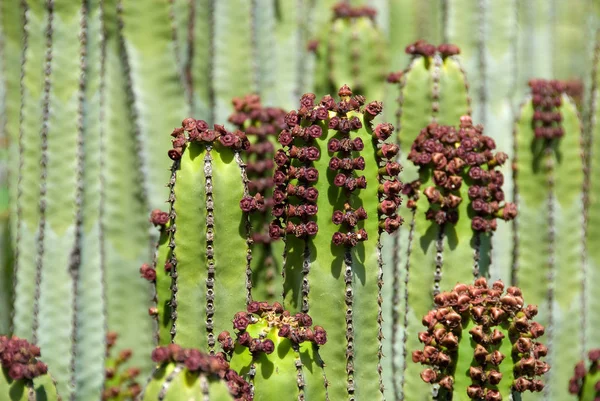 Planta Tropical Cactus Flora Botánica — Foto de Stock