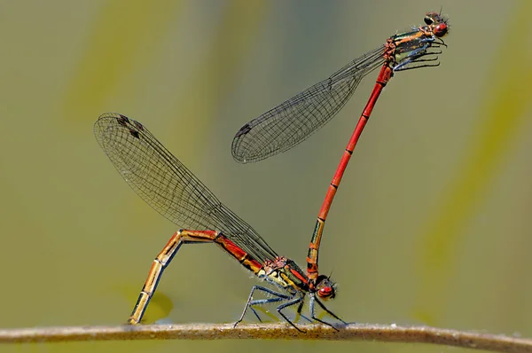 Detailní Makro Pohled Hmyz Vážky — Stock fotografie