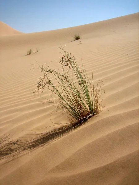 Leven Woestijn — Stockfoto