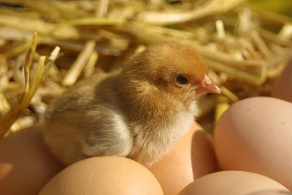 Vacker Utsikt Över Vacker Fågel Naturen — Stockfoto