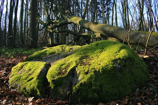 Flora Van Het Wilde Bos Overdag — Stockfoto