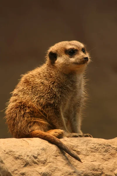 Meerkat動物の生き物Suricatta — ストック写真