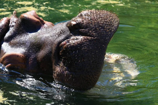Hipopótamo Animal Vida Silvestre Hipopótamo —  Fotos de Stock