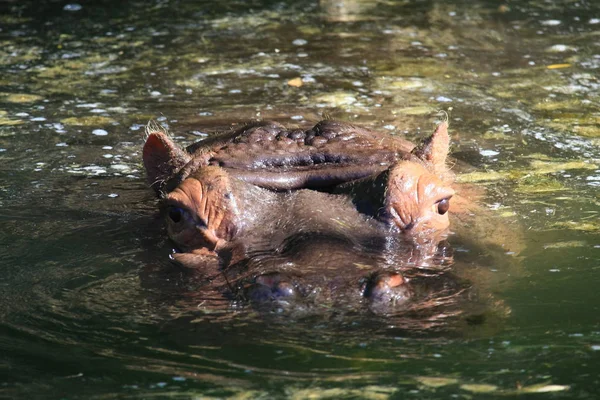 Ippopotamo Animale Ippopotamo Fauna Selvatica — Foto Stock