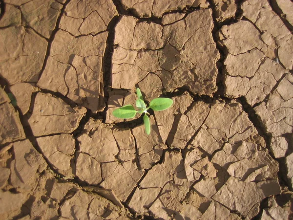 Dry Plant Desert — Stock Photo, Image