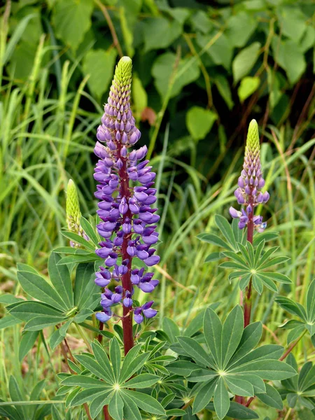 開花するルピナスや草地の植物 — ストック写真