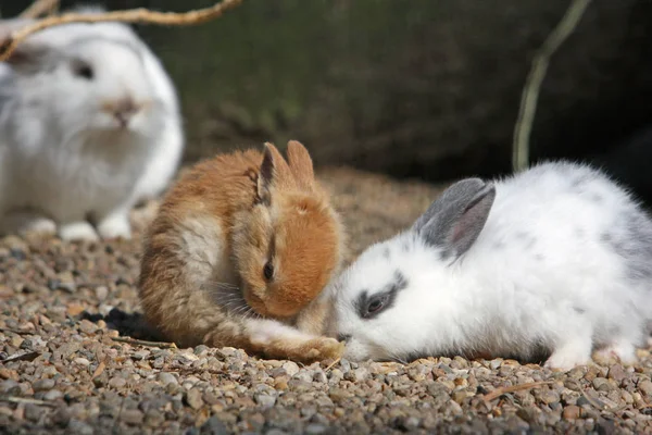 Jungtiere Selektiver Fokus — Stockfoto