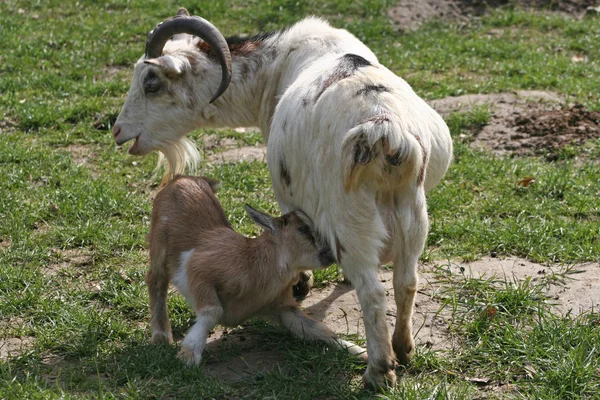 Animales Jóvenes Enfoque Selectivo — Foto de Stock