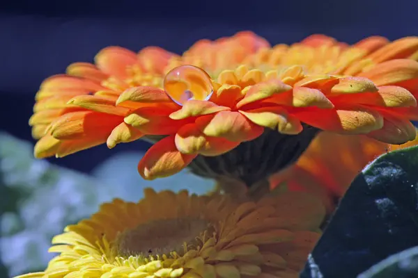 Güzel Gerbera Çiçeği Çiçek Yaprakları — Stok fotoğraf