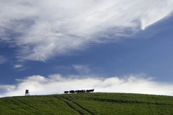 Vacas Horizonte — Foto de Stock