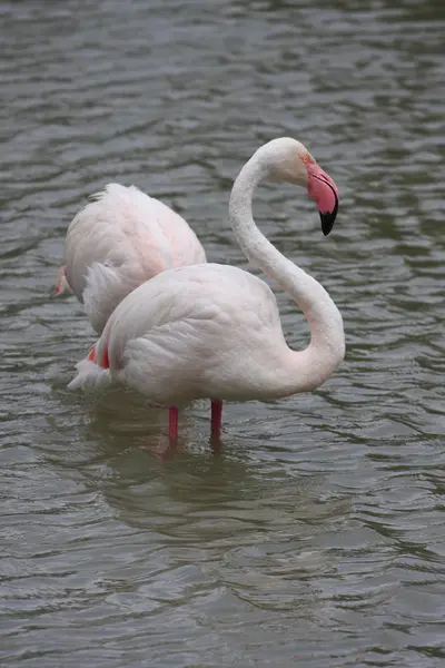 Pink Flamingos Camargue Γαλλία — Φωτογραφία Αρχείου