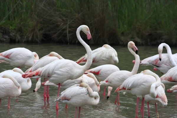 Flamingos Rosa France Fundo Natural — Fotografia de Stock