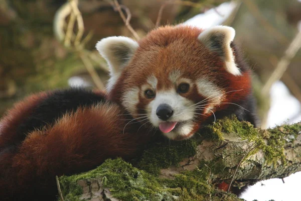 Panda Rojo Ailurus Fulgens — Foto de Stock