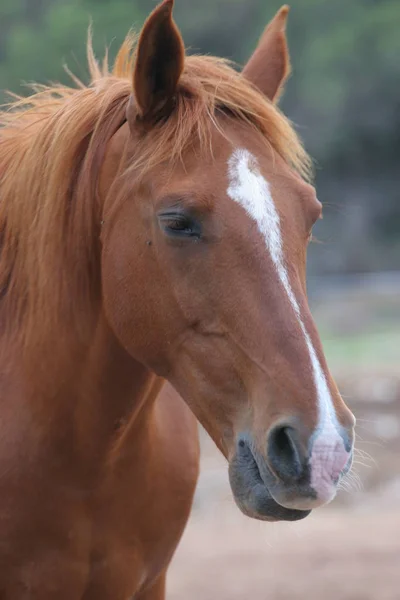 Retrato Cavalo Castanho — Fotografia de Stock